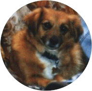 poobear2